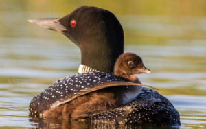 A Common Loon with a Chick