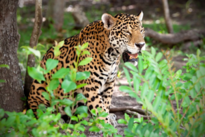 The number of jaguars is growing in Mexico, especially in areas of the Yucatán Peninsula. (Photo: New York Times)