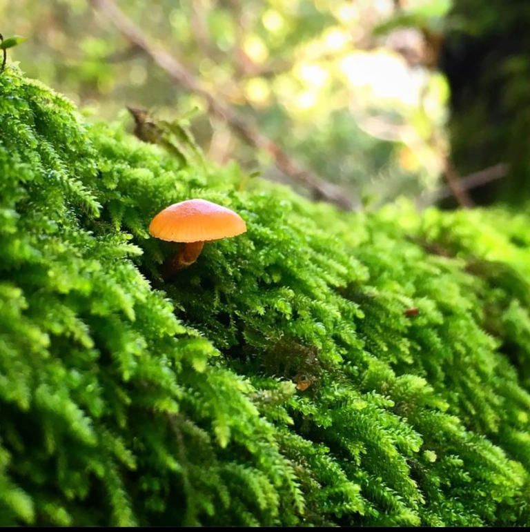 One of Lyla’s photos. A tiny fungus growing in moss.