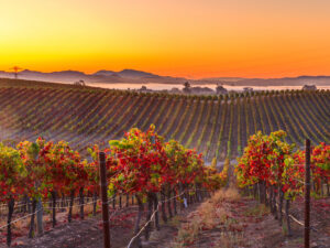 California’s Napa Valley is one of the world’s most famous wine regions.