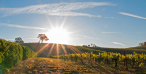 Monterey Wine Country is a winemaking region in California whose history dates back to 1771.