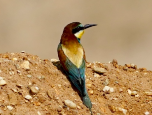 500 miles from home. A bee-eater in the Werra-Meissner County, Germany. Photo: Christian Ruebesam, YouSolar co-founder